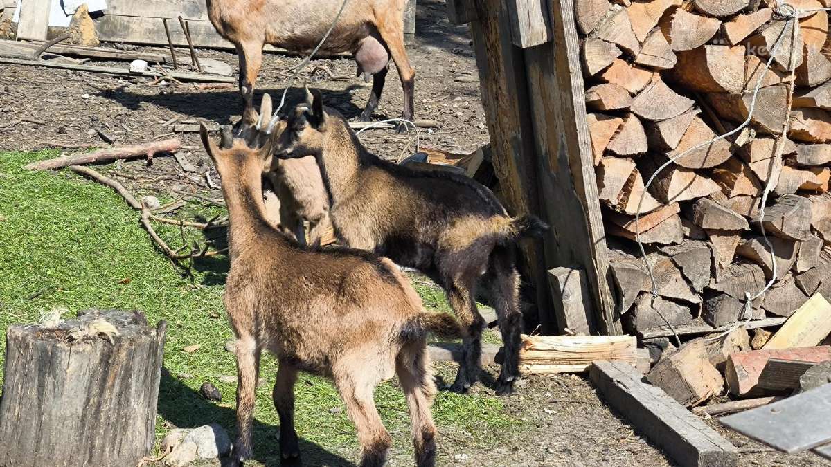 Parduodu alpinius ožiukus ir ožkytes. - nuotraukos Nr. 2