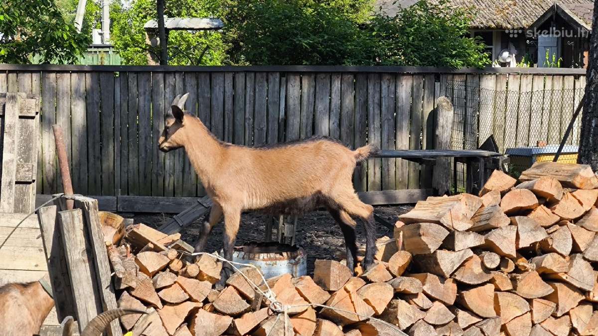 Parduodu alpinius ožiukus ir ožkytes. - nuotraukos Nr. 3