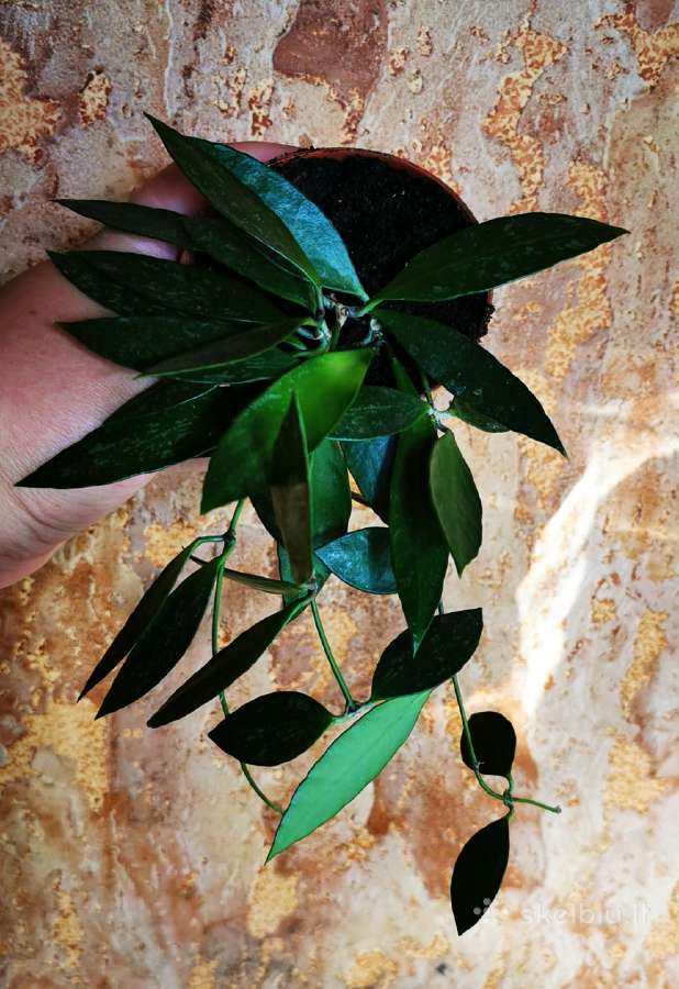 Hoya Gracilis Memoria