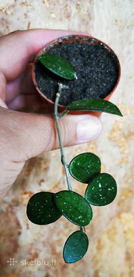 Hoya Matilda, Curtissi