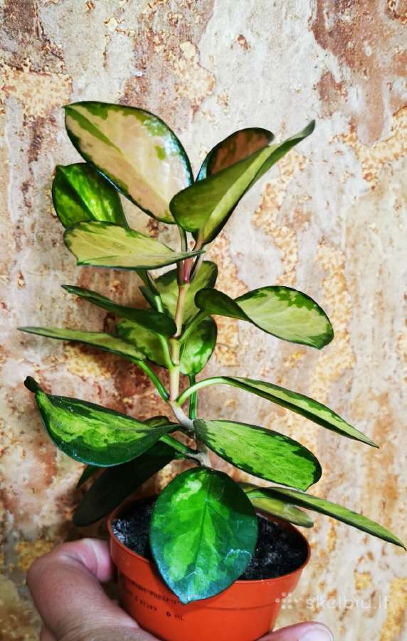 Hoya Australis Lisa