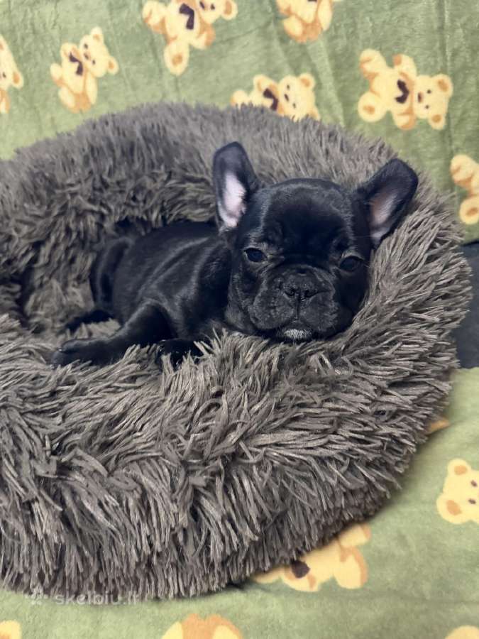 Prancūzų buldogų šuniukai.