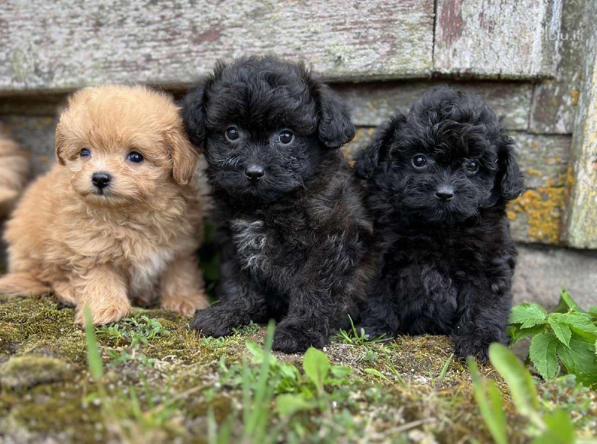 Pomapoo