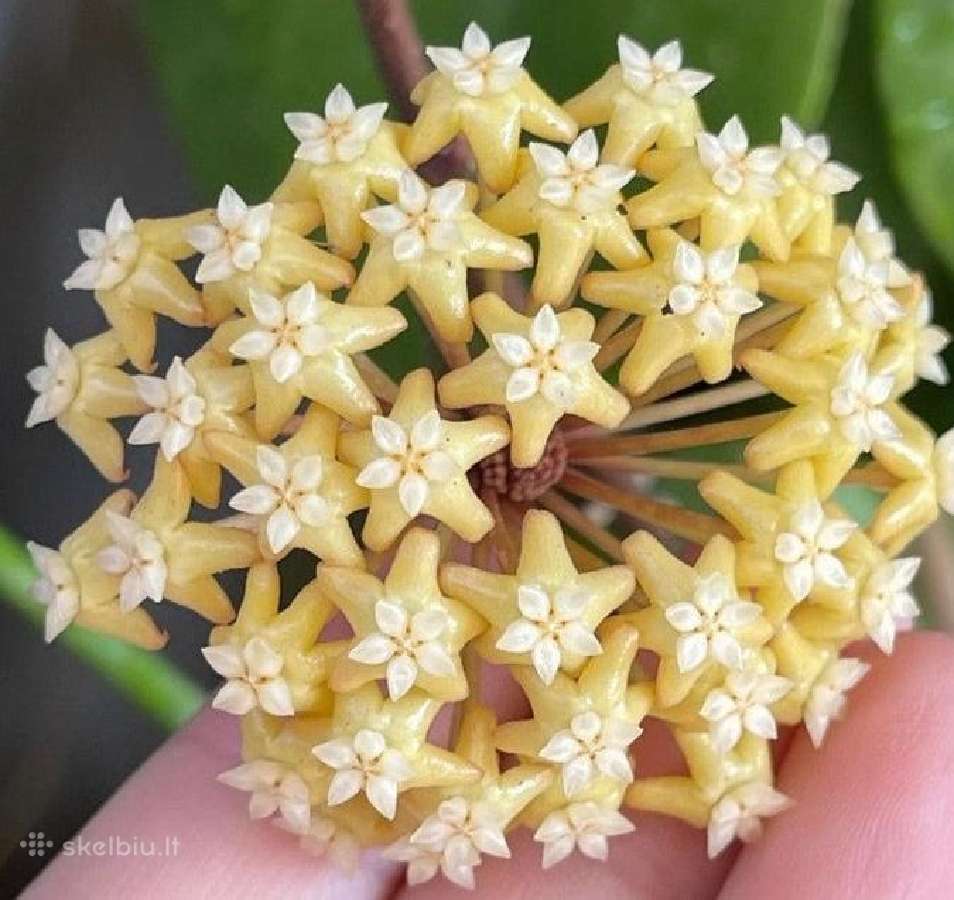 Hoya Surigaoensis