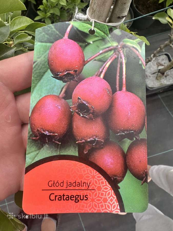 Vaismedžiai, Hortenzijos, Azalijos (Medelynas) - nuotraukos Nr. 3