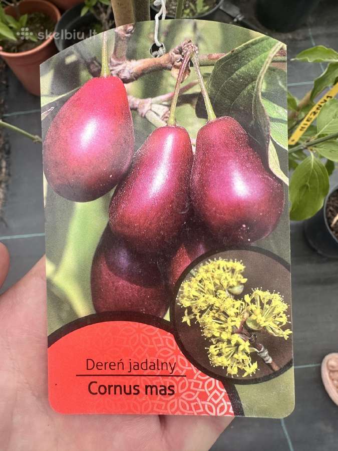 Vaismedžiai, Hortenzijos, Azalijos (Medelynas) - nuotraukos Nr. 16