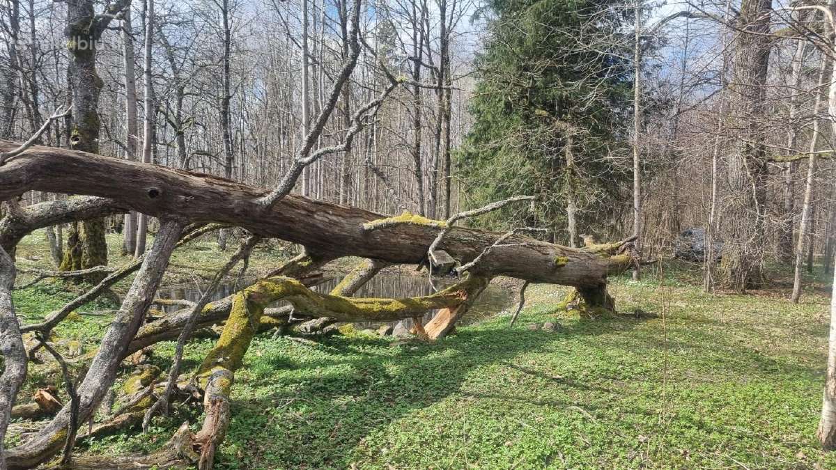Ažuolas. Susipjauti ir išsivežti patiem - nuotraukos Nr. 2