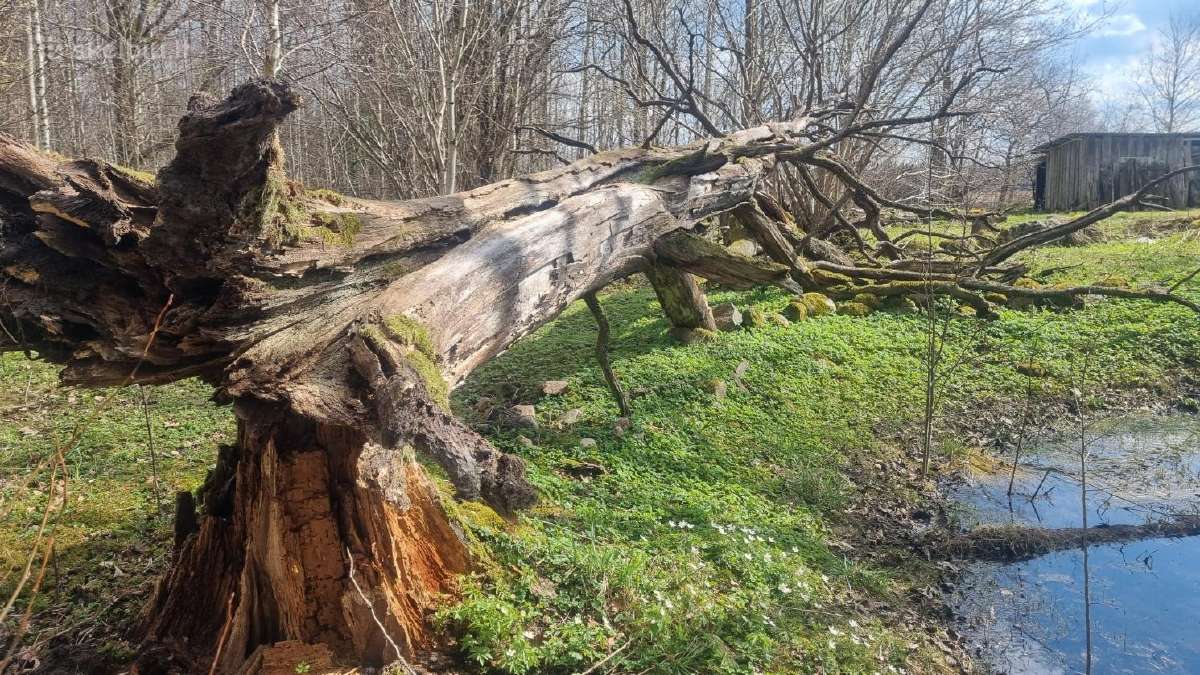 Ažuolas. Susipjauti ir išsivežti patiem - nuotraukos Nr. 3