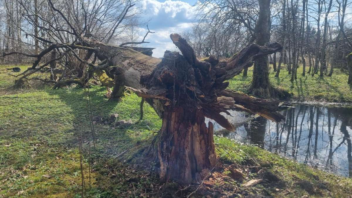 Ažuolas. Susipjauti ir išsivežti patiem - nuotraukos Nr. 4