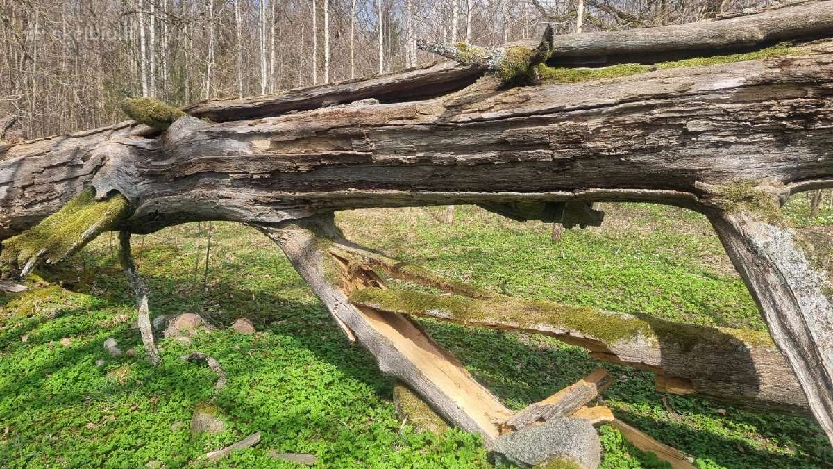 Ažuolas. Susipjauti ir išsivežti patiem - nuotraukos Nr. 5