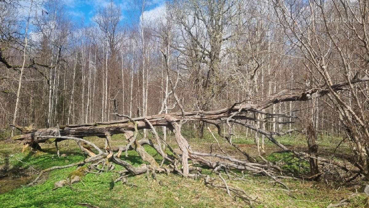 Ažuolas. Susipjauti ir išsivežti patiem - nuotraukos Nr. 6