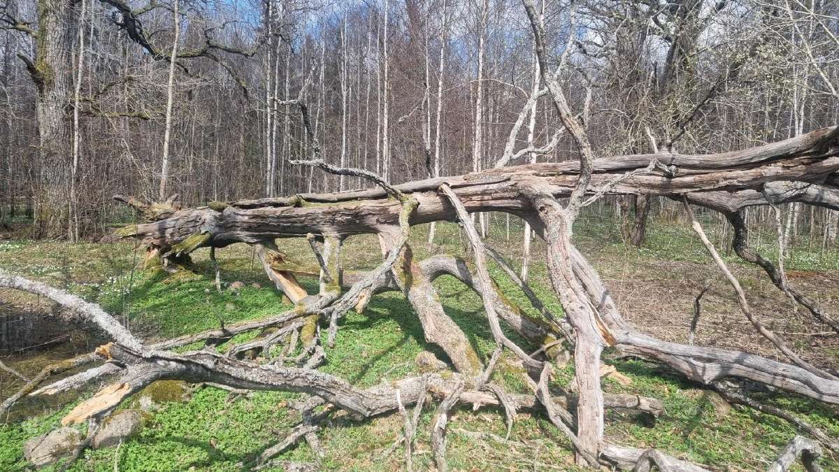 Ažuolas. Susipjauti ir išsivežti patiem - nuotraukos Nr. 7