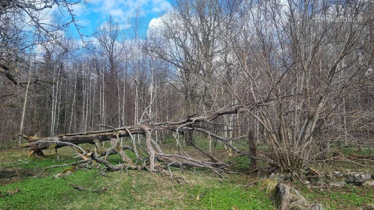 Ažuolas. Susipjauti ir išsivežti patiem - nuotraukos Nr. 8