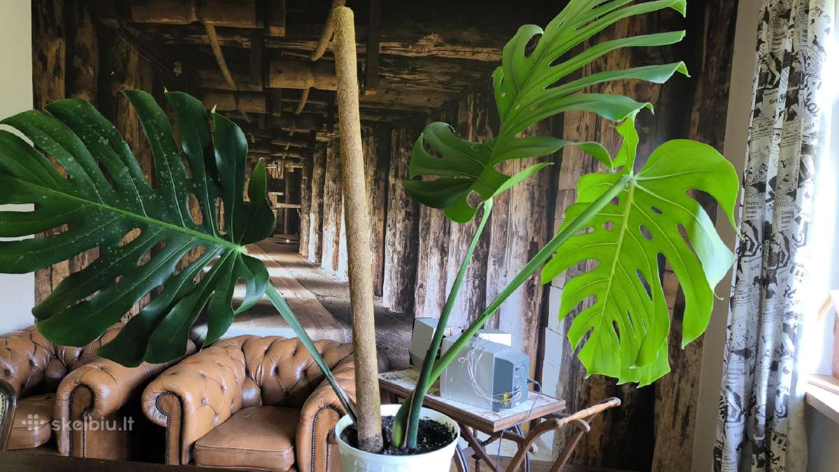 Didzialape monstera deliciosa su vazonu