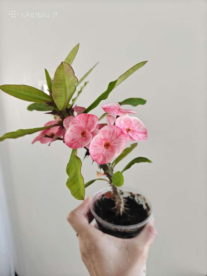 Karpažolė Euphorbia Milii