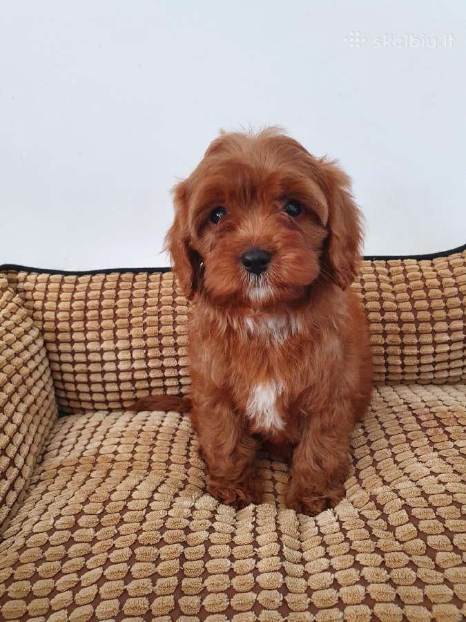 Cavapoo