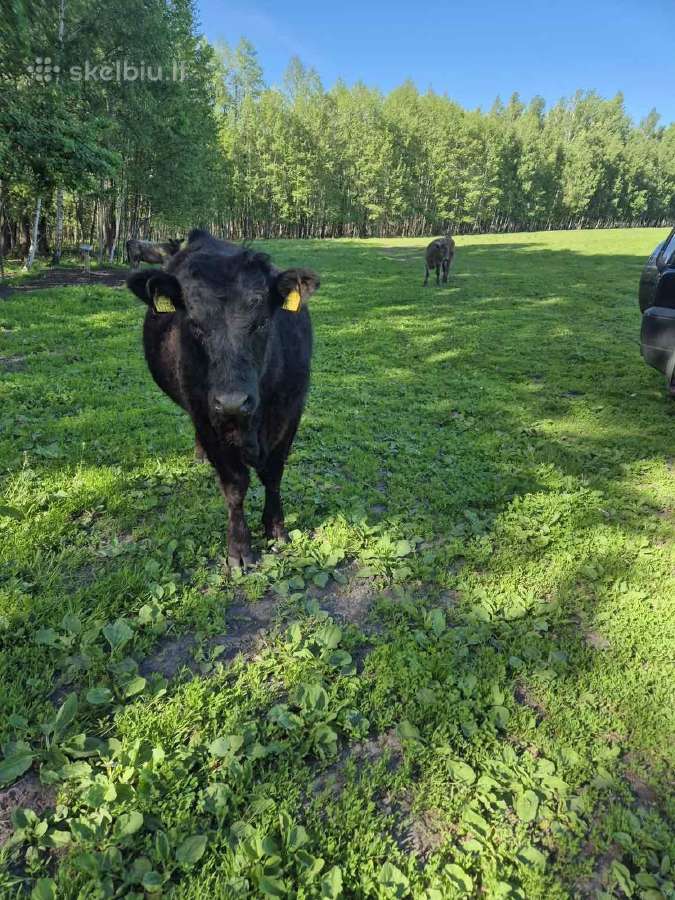 Parduodama x mėsinė veršingą telyčia