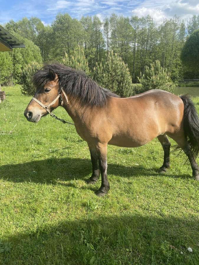 Parduodu ponį kumelė
