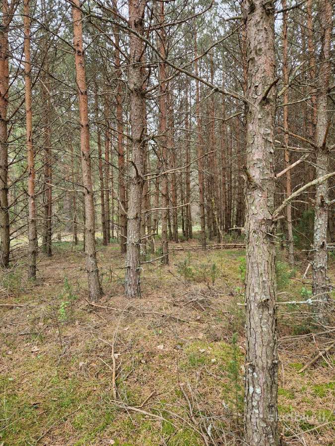 Parduodu sklypa Rodukos Kaime - nuotraukos Nr. 6
