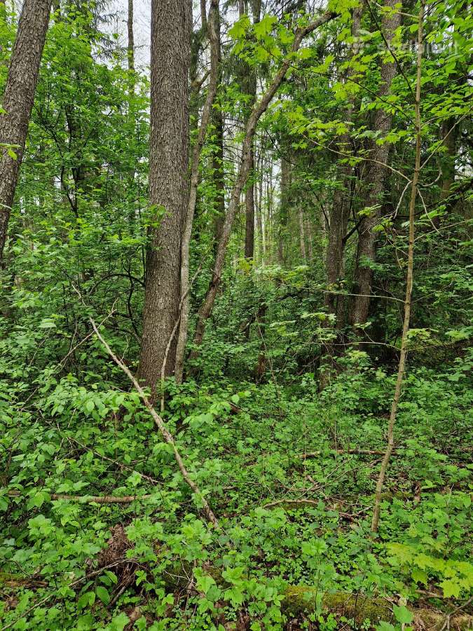 Parduodu sklypa Rodukos Kaime - nuotraukos Nr. 10