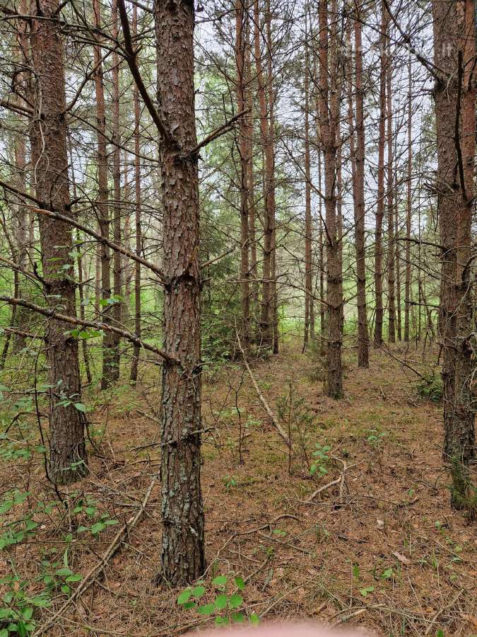 Parduodu sklypa Rodukos Kaime - nuotraukos Nr. 13