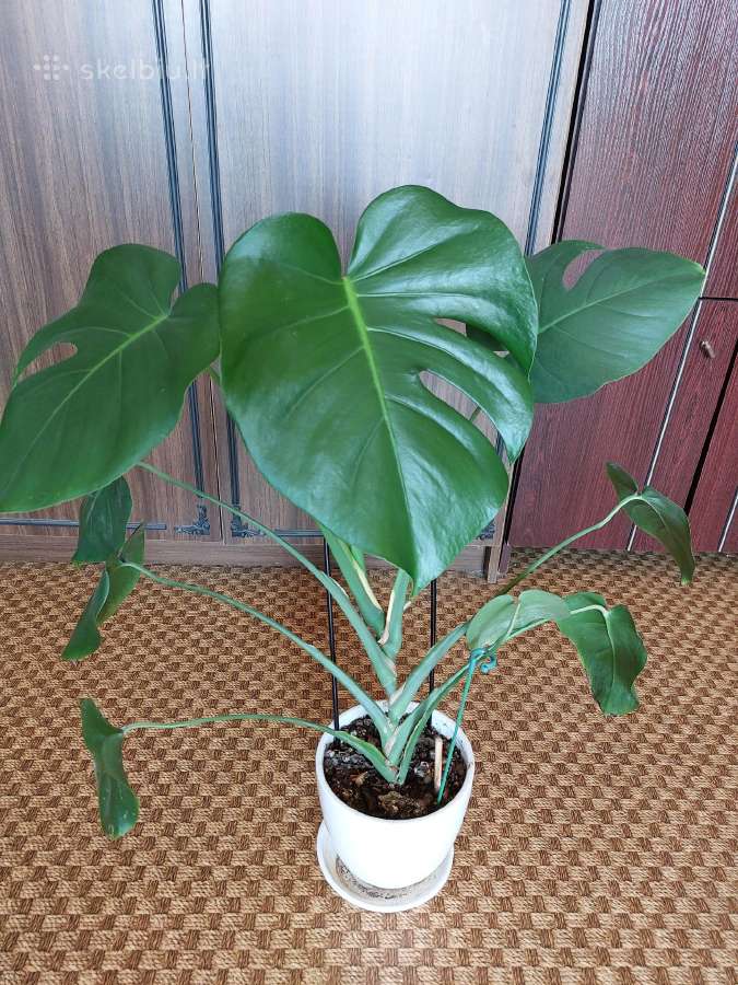 Gėlė kambarinė Monstera