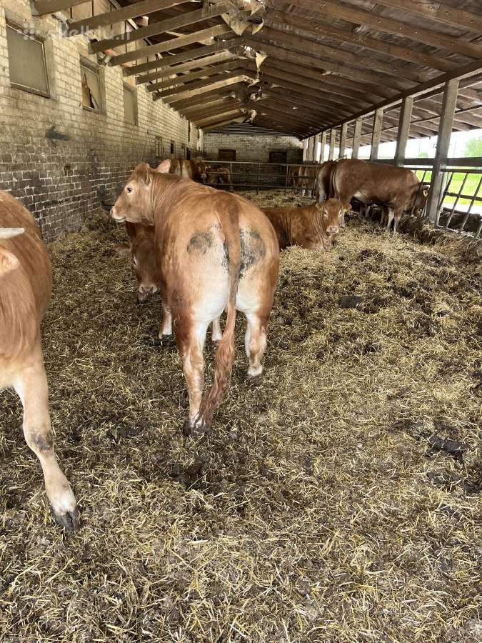 Parduodamos Limusinų grynaveislės telyčios