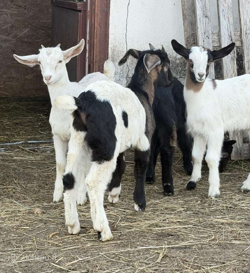 Avys ir ožkos - nuotraukos Nr. 7