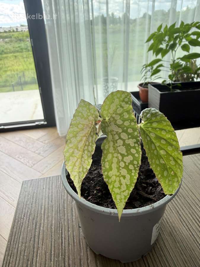 Begonija Maculata