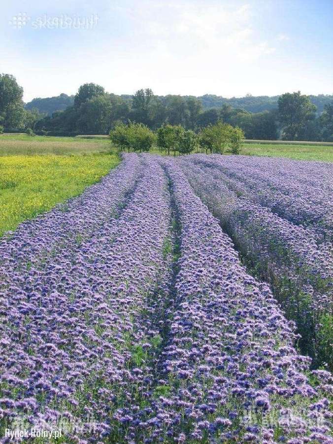 Facelija, Garstyčios, ridikai, dobilai, vikiai