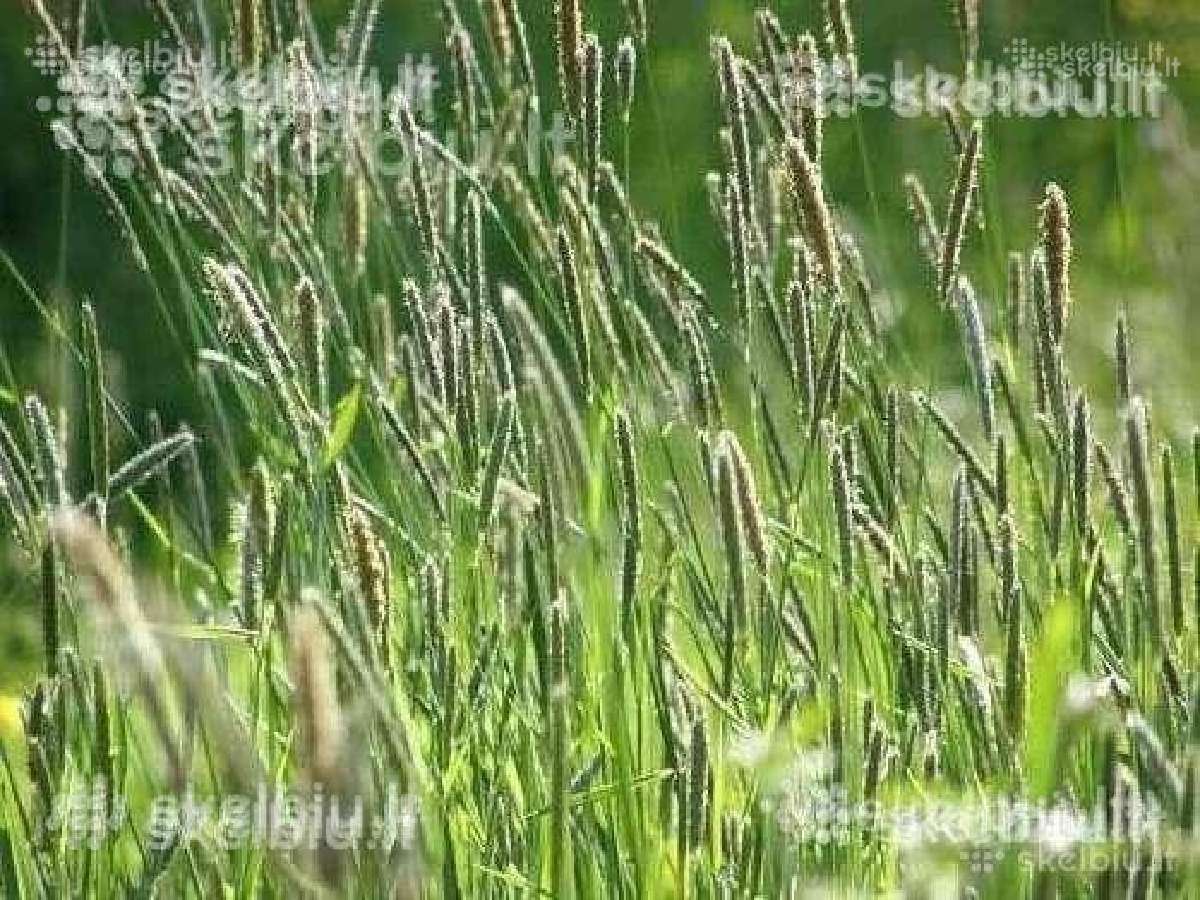 Pašarinės žolės, ju mišiniai ganymui - šienavimui