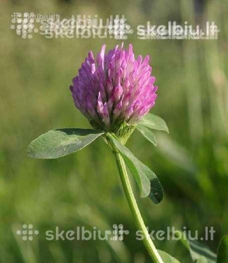 Dobilai, liucerna, motiejukai, svidre, eraicinai