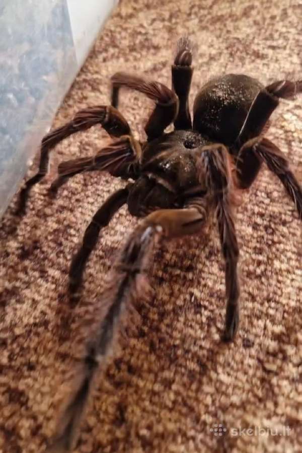 Tarantulas