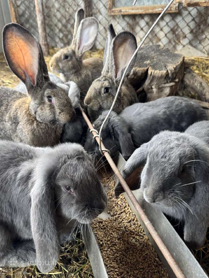 Parduodami Belgų milžinų ir Avinų triušiai