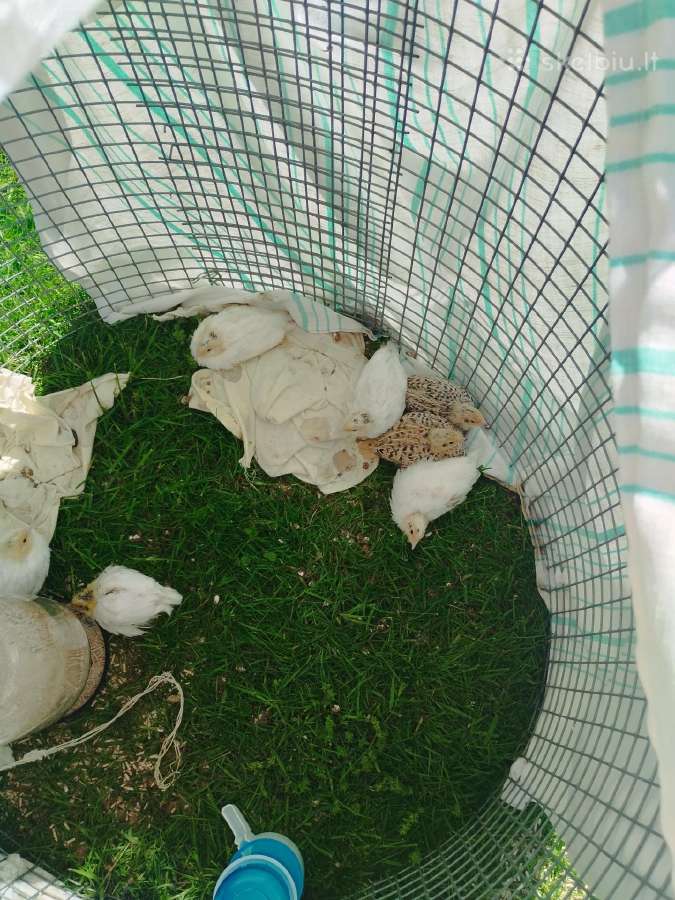 Putpeliukai, putpelės, Dzūkija, Lazdijai
