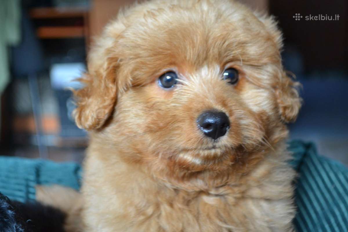 Pomapoo
