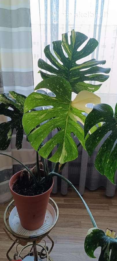 The Monstera Thai Constellation 'Crme Brle'(? - nuotraukos Nr. 5