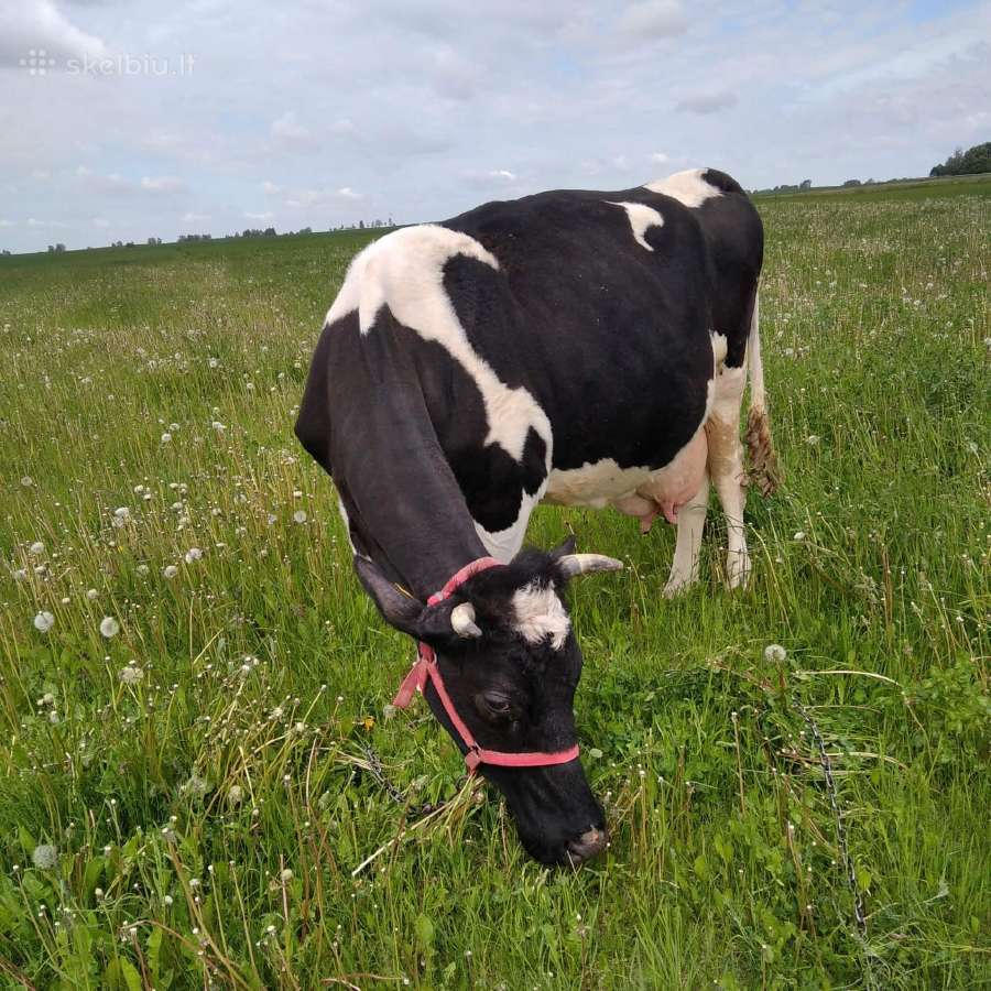 Veršinga karvė