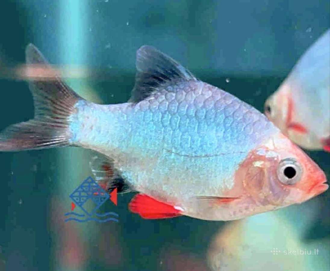Įv. akvariuminės žuvelės Šiauliuose - nuotraukos Nr. 9