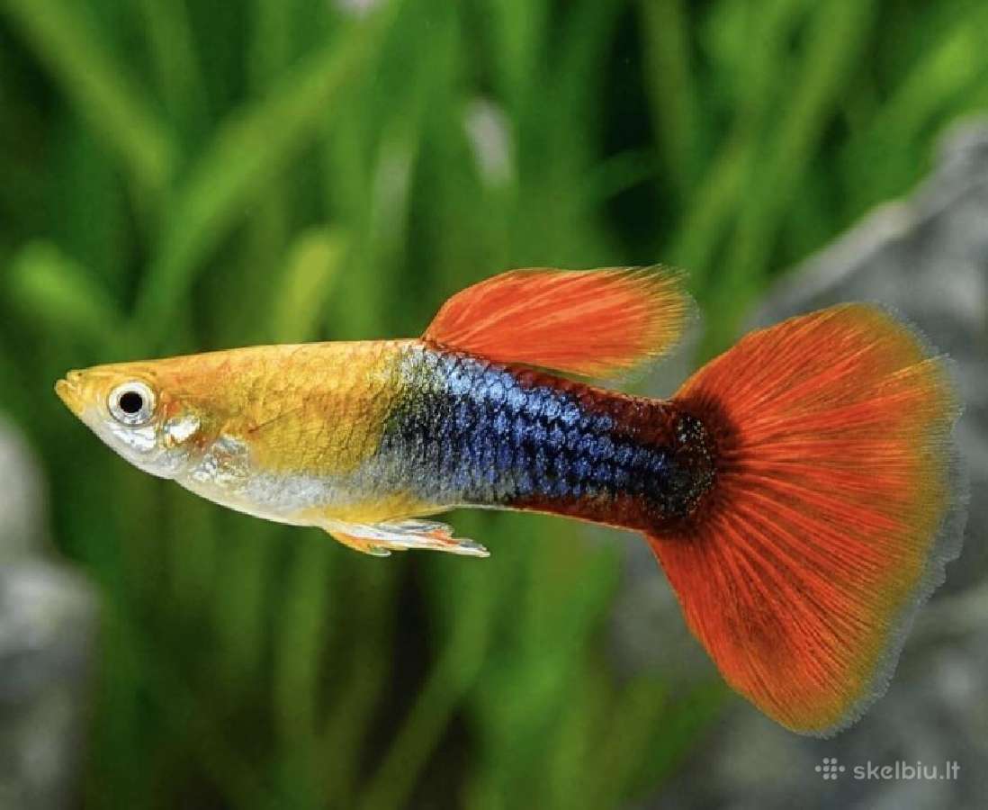 Įv. akvariuminės žuvelės Šiauliuose - nuotraukos Nr. 28