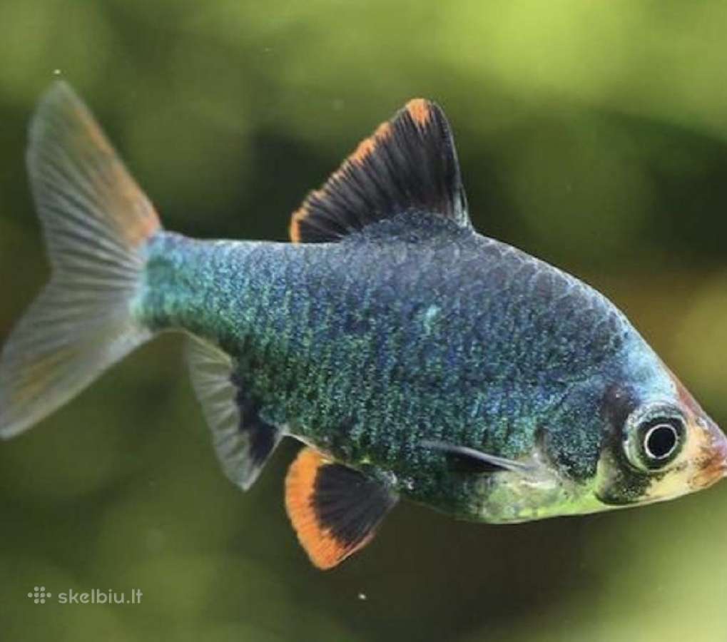Įv. akvariuminės žuvelės Šiauliuose - nuotraukos Nr. 10