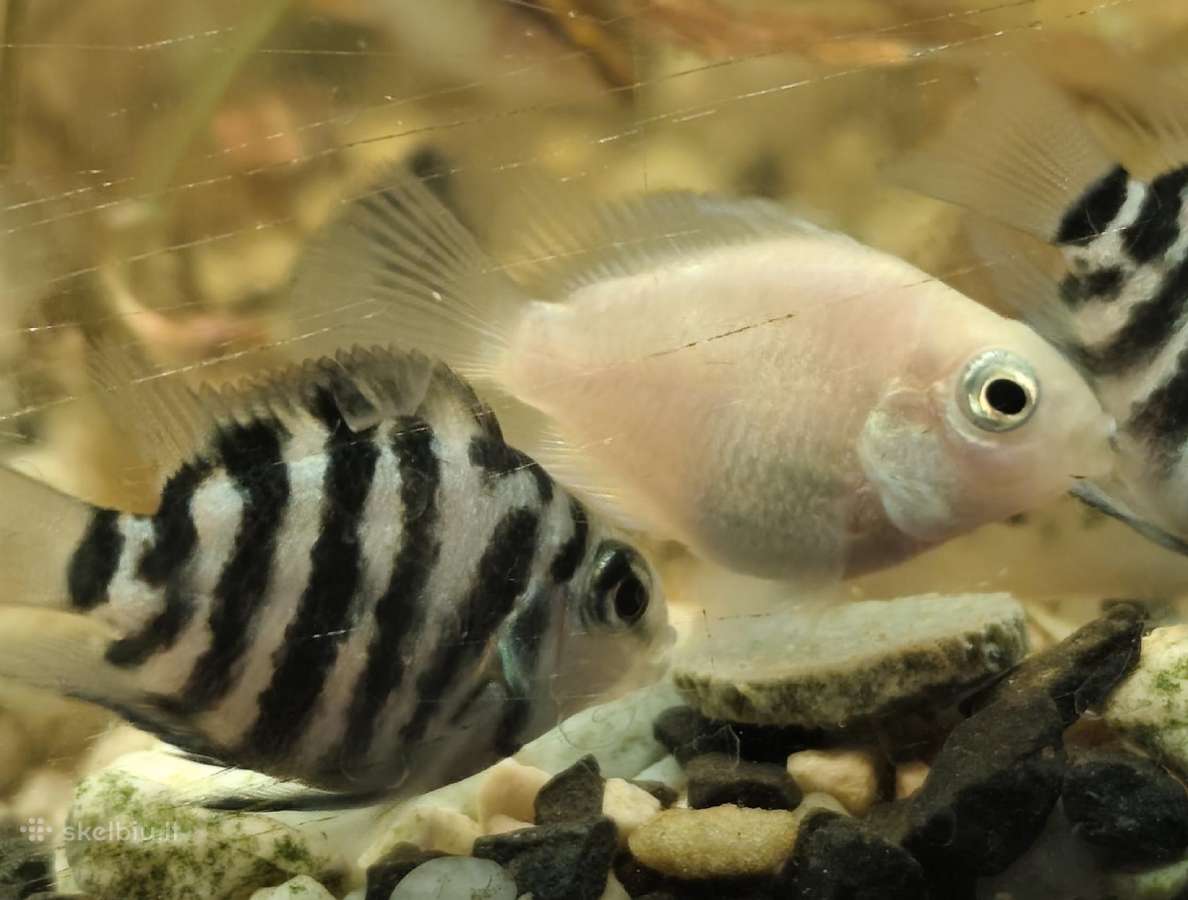 Įv. akvariuminės žuvelės Šiauliuose - nuotraukos Nr. 31