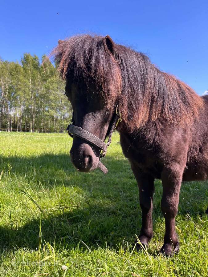 Parduodamas poni eržiliukas