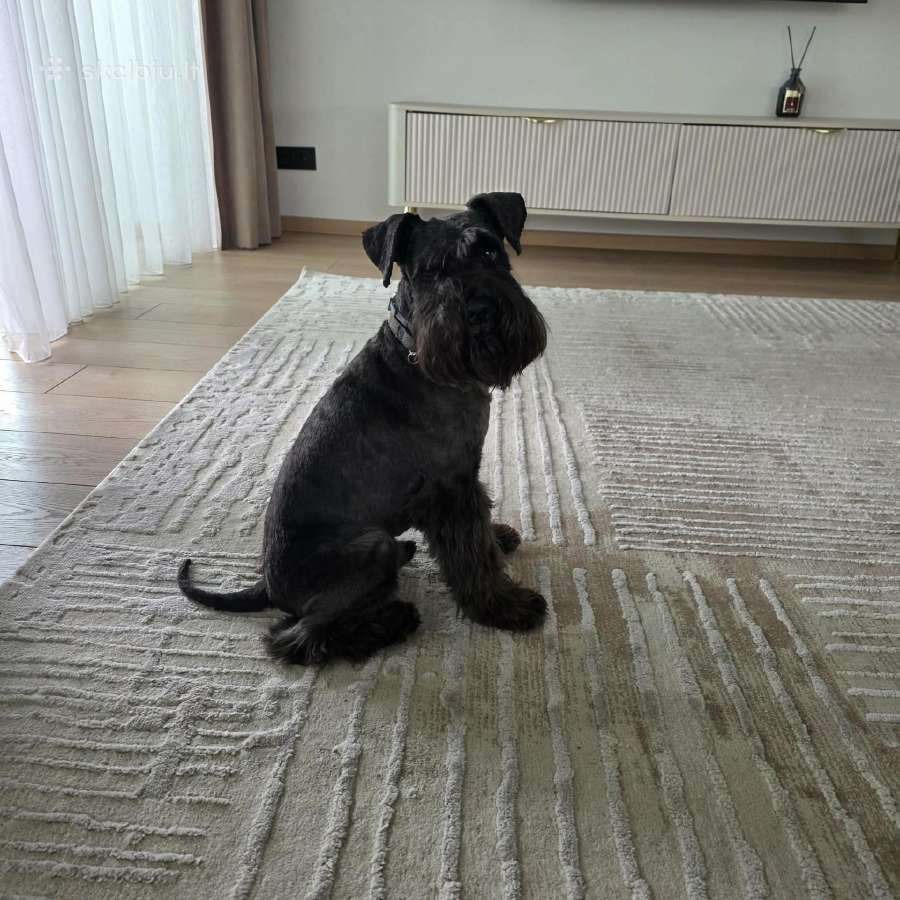 Kergimui siūlomas Cvergšnaucerio patinas
