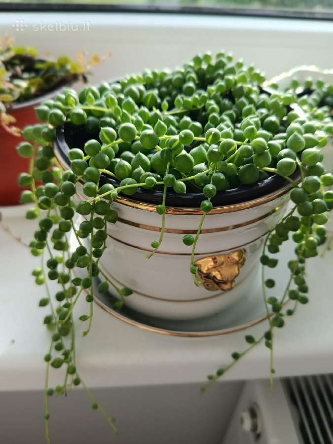 Karolinė žilė - nuotraukos Nr. 2