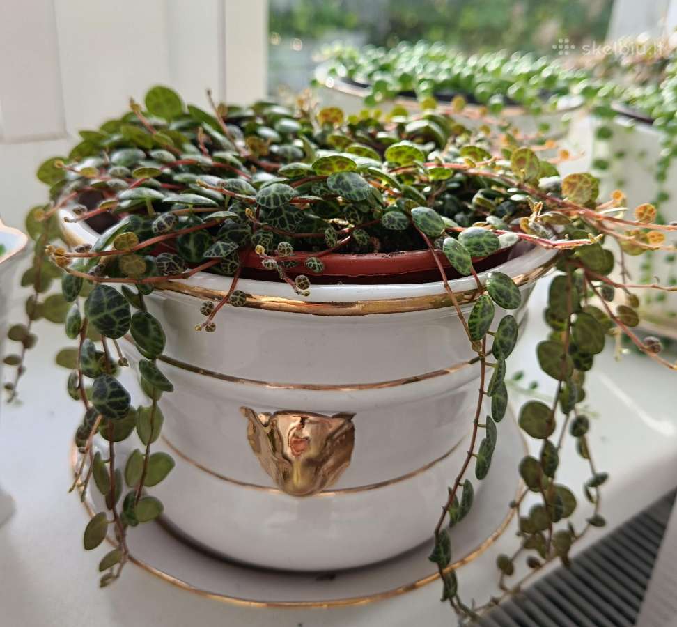 Peperomia prostrata( vėžliukai)