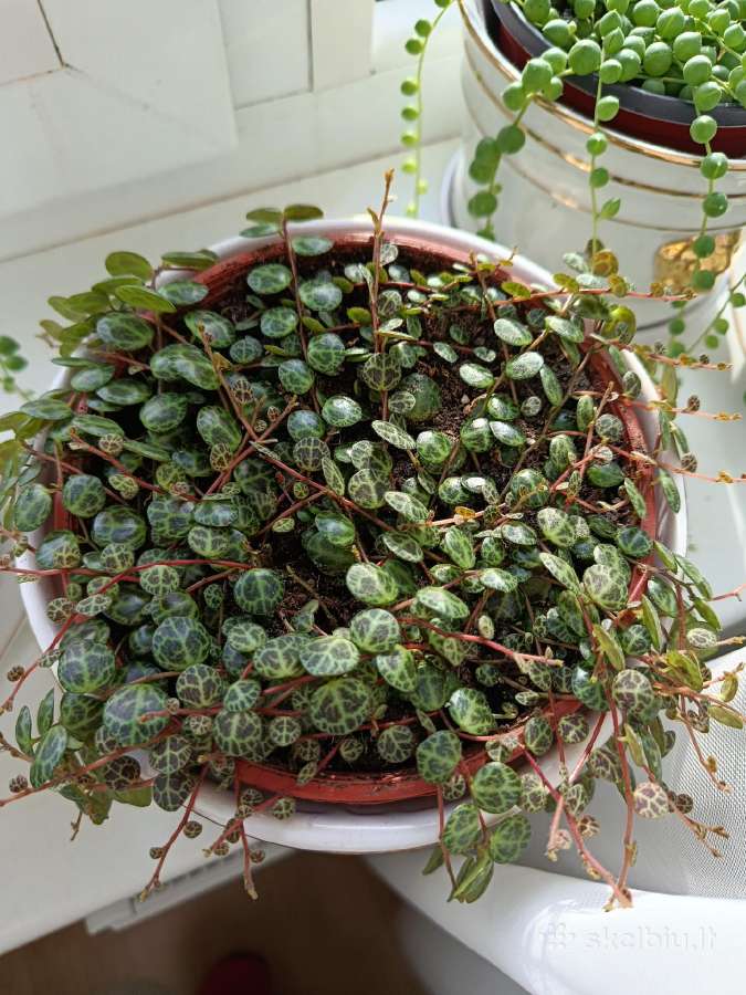 Peperomia prostrata( vėžliukai) - nuotraukos Nr. 2