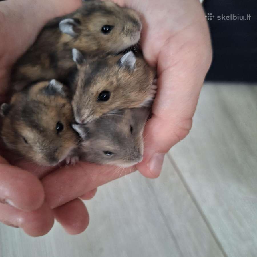 Džiungarijos žiurkėnai