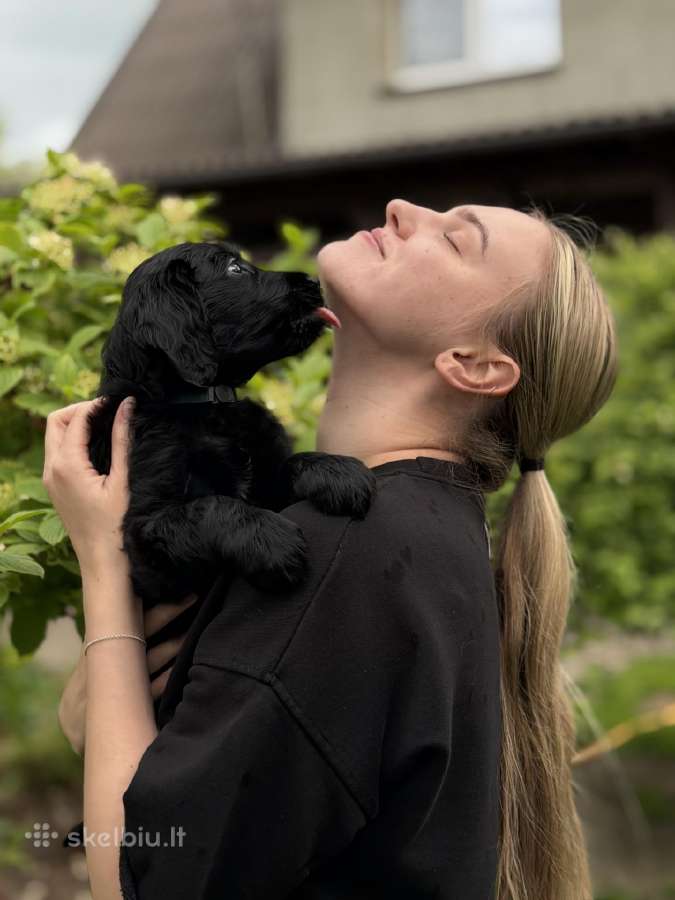 Lygiaplaukiai retriveriai Veislynas Prie Širvenos - nuotraukos Nr. 16