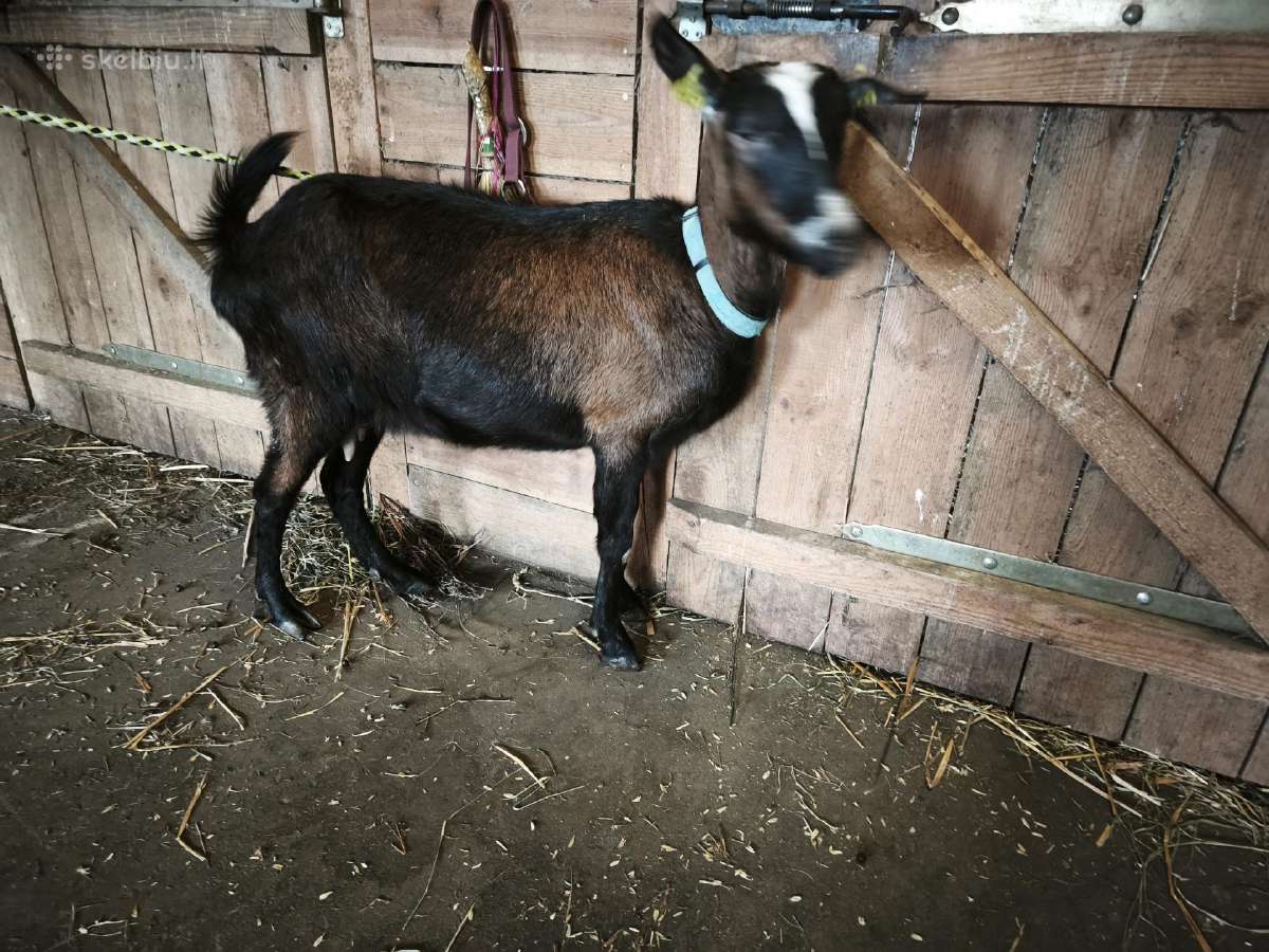 Parduodama alpinė mišrūnė ir ožkytė.